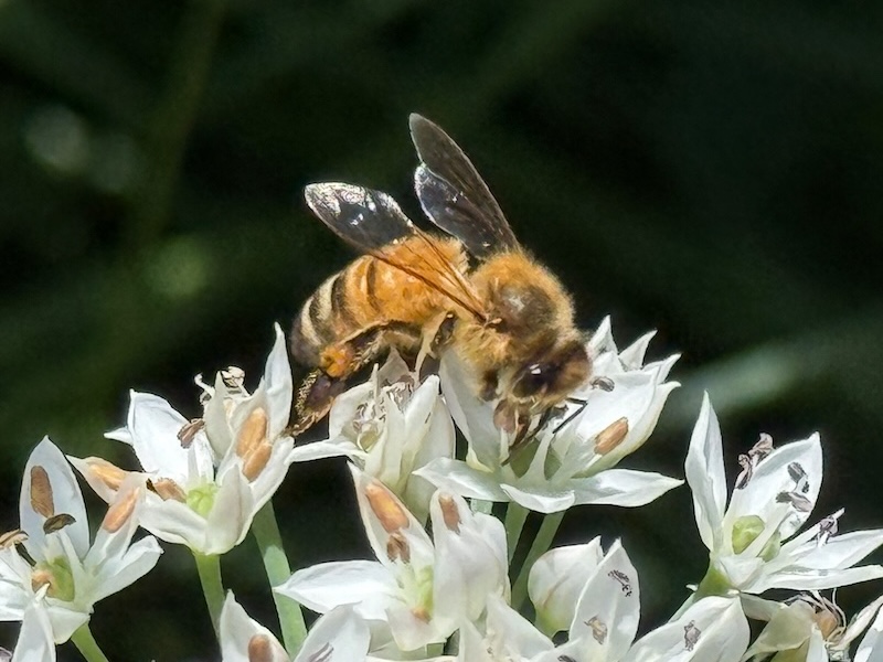 honeybee feeding on chive flower