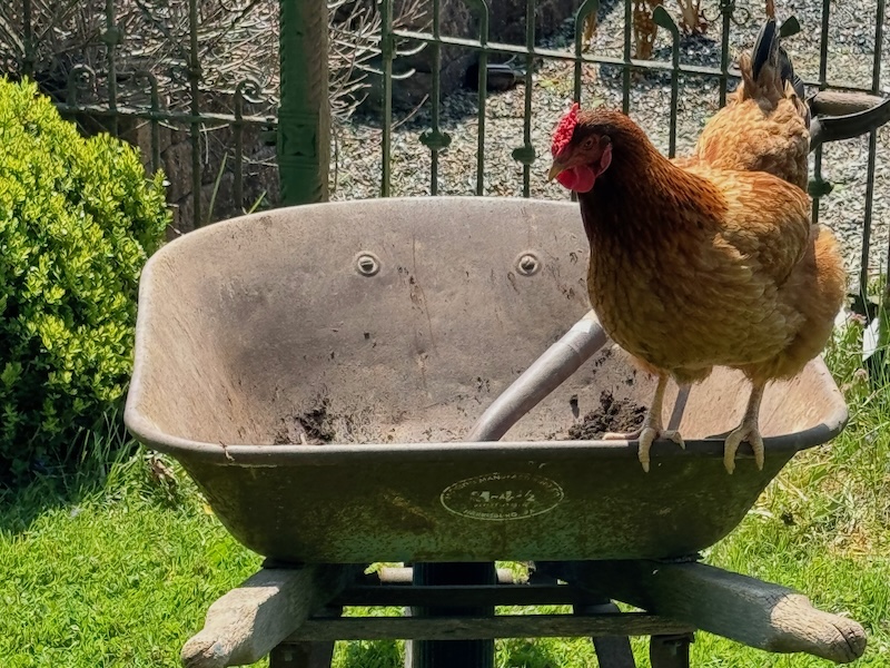 chicken wheelbarrow