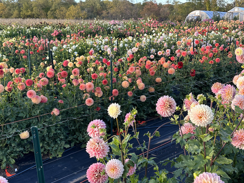 The dahlia patch in September
