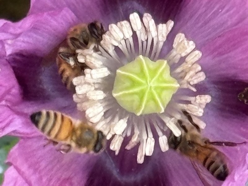 Feeding on poppies
