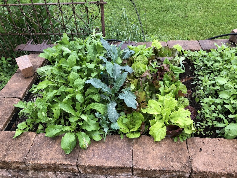 The lettuce patch