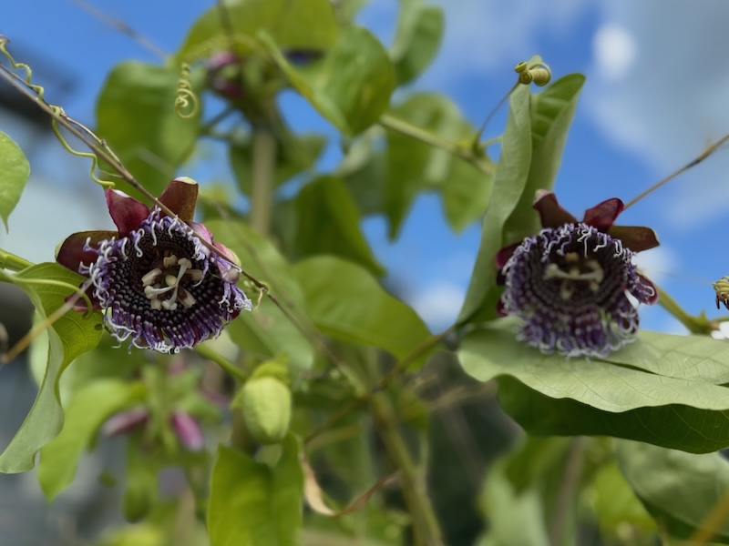 Passion Flowers