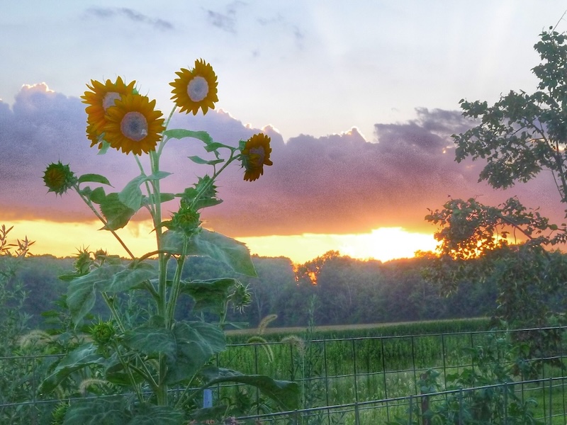 A summer sunset