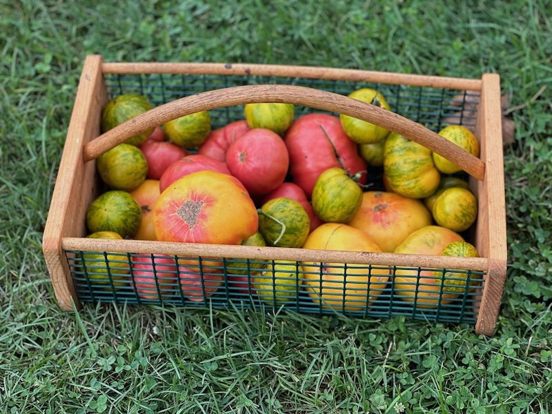 Morning Tomato Harvest