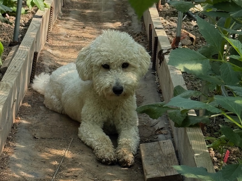 The farm dog